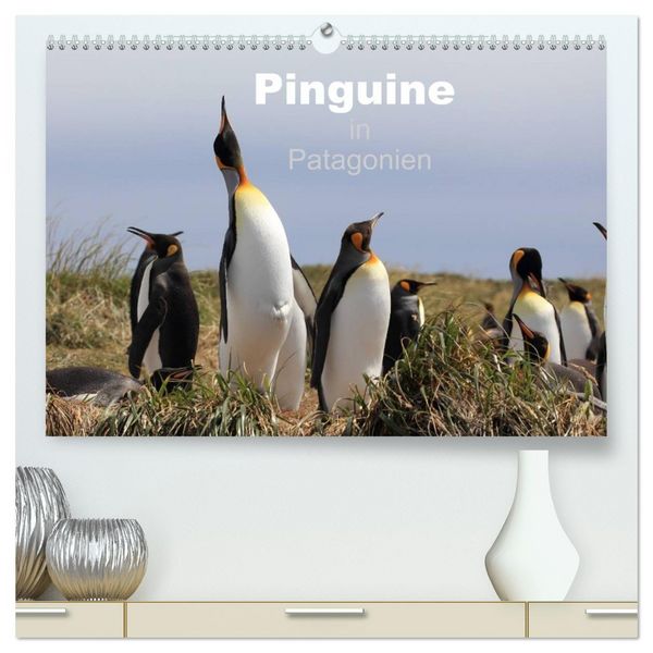 Produktbild: Pinguine in Patagonien (hochwertiger Premium Wandkalender 2026 DIN A2 quer), Kunstdruck in Hochglanz