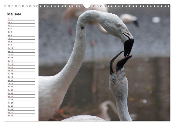 Produktbild: Elegante Flamingo (Wandkalender 2026 DIN A3 quer), CALVENDO Monatskalender