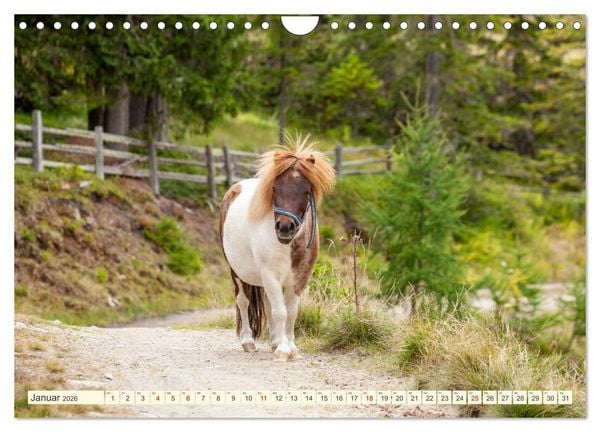 Produktbild: Wir sind die Stars auf der Alm (Wandkalender 2026 DIN A4 quer), CALVENDO Monatskalender