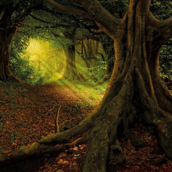 Produktbild: Unser Wald / Forest Nature 2027