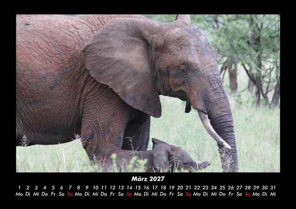 Produktbild: Der Elefantenkalender 2027 Fotokalender DIN A3