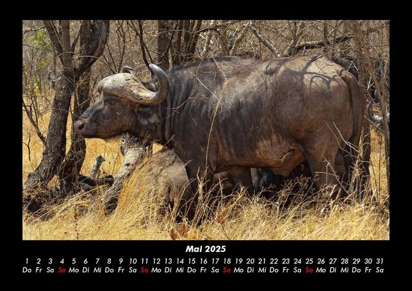 Produktbild: Tiere in der Wildnis 2025 Fotokalender DIN A3