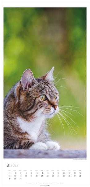 Produktbild: Katzen Kalender 2027