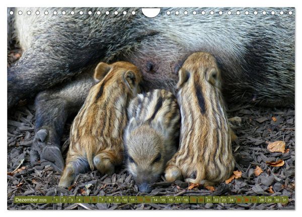 Produktbild: Wildschweins Kinderstube - Freche Frischlinge (Wandkalender 2026 DIN A4 quer), CALVENDO Monatskalender