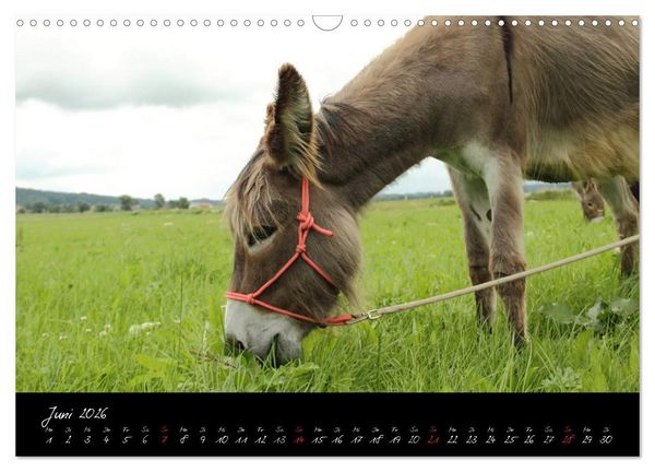 Produktbild: Esel - liebenswerte Langohren (Wandkalender 2026 DIN A3 quer), CALVENDO Monatskalender