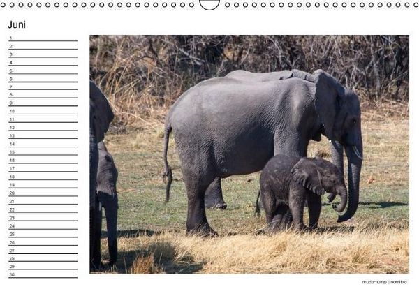 Produktbild: begegnungen - elefanten im s&uuml;dlichen afrika (Wandkalender immerw&auml;hrend DIN A3 quer)