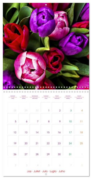 Produktbild: Tulips - Harbingers of Spring (Wall Calendar 2027 12 &times; 12 Inch) CALVENDO 12 Month Wall Calendar