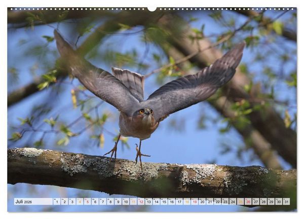 Produktbild: Spitze Krallen und scharfer Blick - Verhalten Sperber (hochwertiger Premium Wandkalender 2026 DIN A2 quer), Kunstdruck in Hochglanz