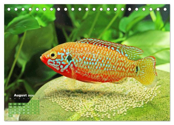 Produktbild: Glanz im Aquarium: S&uuml;&szlig;wasserfische (Tischkalender 2026 DIN A5 quer), CALVENDO Monatskalender