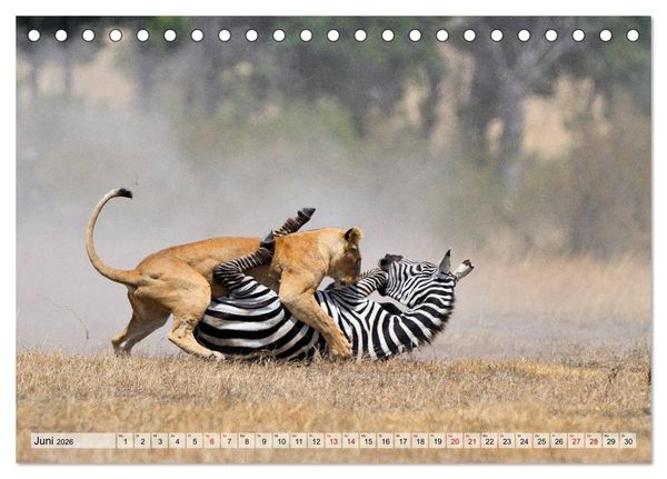 Produktbild: Faszination Afrika: L&ouml;wen (Tischkalender 2026 DIN A5 quer), CALVENDO Monatskalender