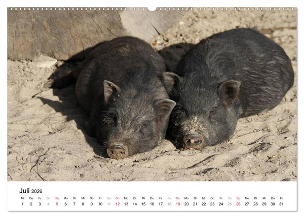 Produktbild: Schwein gehabt! (hochwertiger Premium Wandkalender 2026 DIN A2 quer), Kunstdruck in Hochglanz