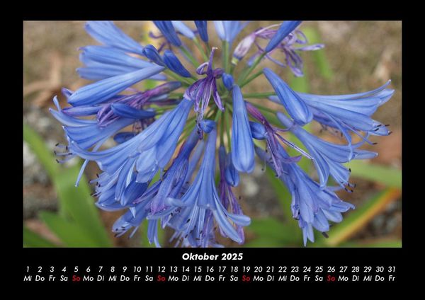 Produktbild: Blumentr&auml;ume 2025 Fotokalender DIN A3