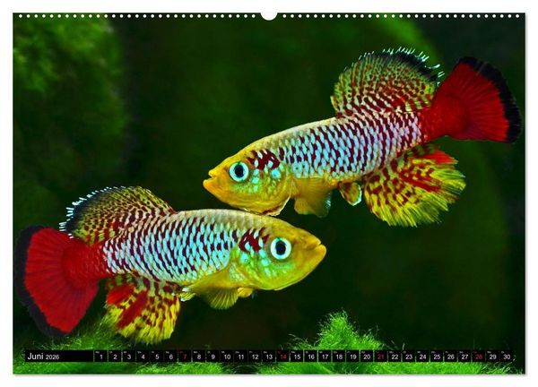 Produktbild: Killifische &ndash; Bunte Fische Afrikas (hochwertiger Premium Wandkalender 2026 DIN A2 quer), Kunstdruck in Hochglanz