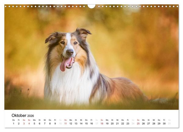 Produktbild: Collies 2026 in Kurz- und Langhaar (Wandkalender 2026 DIN A3 quer), CALVENDO Monatskalender