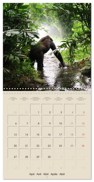Produktbild: Gorillas &bull; The Gentle Giants (Wall Calendar 2026 12 &times; 12 Inch) CALVENDO 12 Month Wall Calendar