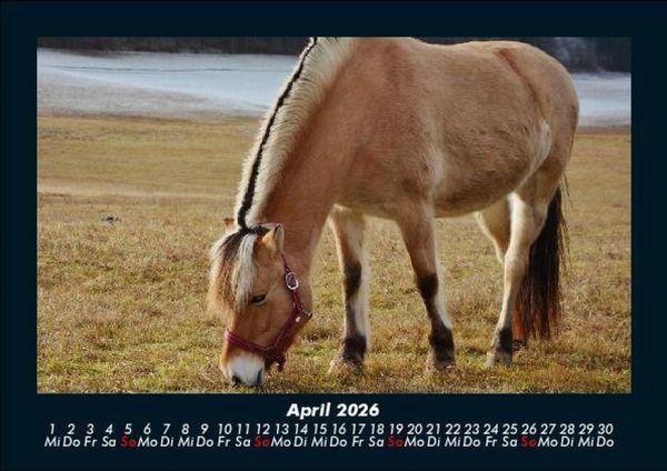 Produktbild: Die Welt der Pferde 2026 Fotokalender DIN A5