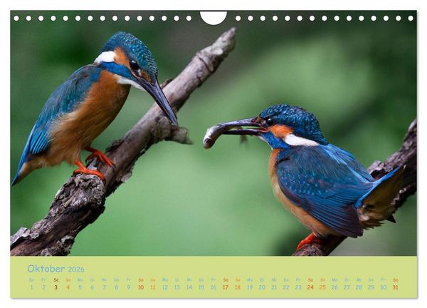 Produktbild: Eisv&ouml;gel, faszinierende kleine Flieger. (Wandkalender 2026 DIN A4 quer), CALVENDO Monatskalender