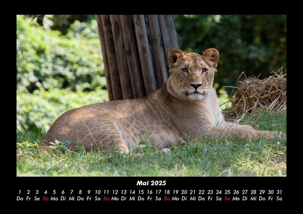 Produktbild: L&ouml;wen in der Wildnis 2025 Fotokalender DIN A3