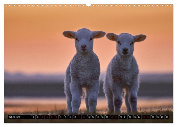 Produktbild: Schafe auf Sylt (hochwertiger Premium Wandkalender 2026 DIN A2 quer), Kunstdruck in Hochglanz