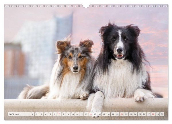 Produktbild: Hamburger Hafencity - Unterwegs mit den Shelties Finn und Louis (Wandkalender 2026 DIN A3 quer), CALVENDO Monatskalender