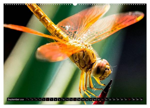Produktbild: Insekten &bull; Bizarre Naturwunder (Wandkalender 2026 DIN A2 quer), CALVENDO Monatskalender