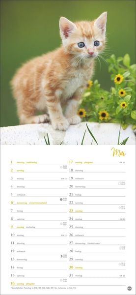 Produktbild: Katzen slim - Auf sanften Pfoten Kalender 2027