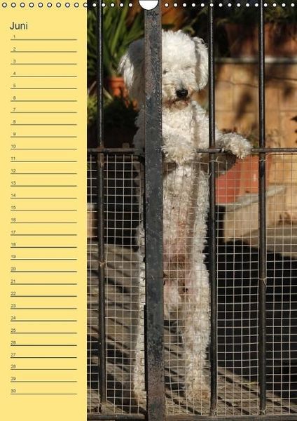 Produktbild: Pudel / Geburtstagskalender (Wandkalender immerw&auml;hrend DIN A3 hoch)