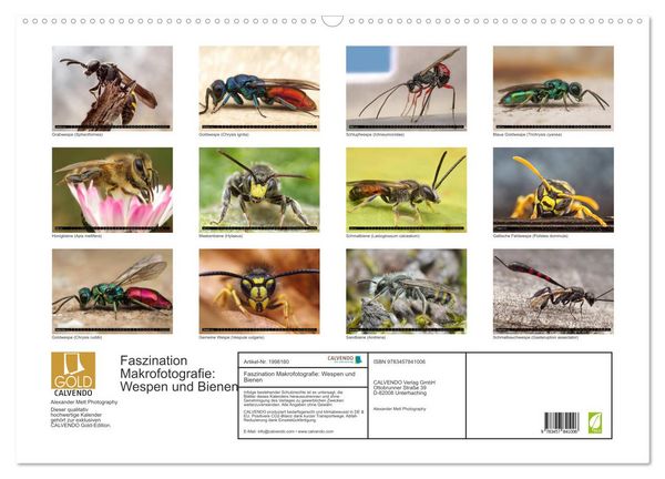 Produktbild: Faszination Makrofotografie: Wespen und Bienen (Wandkalender 2026 DIN A2 quer), CALVENDO Monatskalender