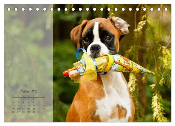 Produktbild: Deutscher Boxer 2026 (Tischkalender 2026 DIN A5 quer), CALVENDO Monatskalender