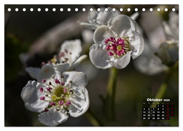 Produktbild: B&auml;ume im Detail (Tischkalender 2026 DIN A5 quer), CALVENDO Monatskalender