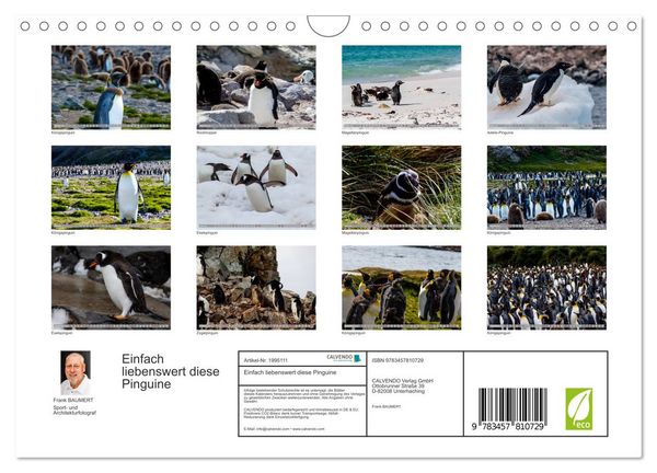 Produktbild: Einfach liebenswert diese Pinguine (Wandkalender 2026 DIN A4 quer), CALVENDO Monatskalender