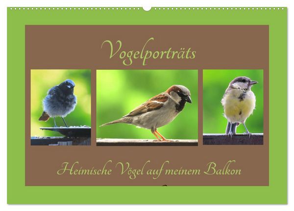 Produktbild: Vogelportr&auml;ts - Heimische V&ouml;gel auf meinem Balkon (Wandkalender 2026 DIN A2 quer), CALVENDO Monatskalender