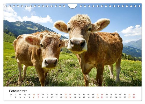 Produktbild: Bergk&uuml;he auf der Alm - Natur pur (Wandkalender 2027 DIN A4 quer), CALVENDO Monatskalender