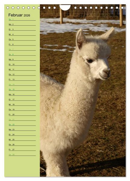 Produktbild: Alpakas zum Knuddeln gerne (Wandkalender 2026 DIN A4 hoch), CALVENDO Monatskalender