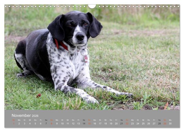 Produktbild: Graue Schnuten - Hunde in den besten Jahren (Wandkalender 2026 DIN A3 quer), CALVENDO Monatskalender