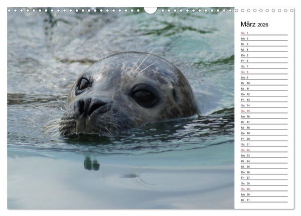Produktbild: Faszinierende Tierportraits (Wandkalender 2026 DIN A3 quer), CALVENDO Monatskalender