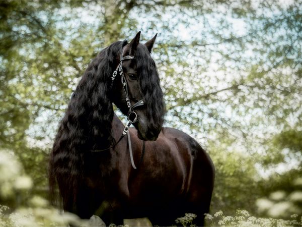 Produktbild: CALVENDO Puzzle Friese | 1000 Teile Lege-Gr&ouml;&szlig;e 64x48cm Foto-Puzzle f&uuml;r gl&uuml;ckliche Stunden
