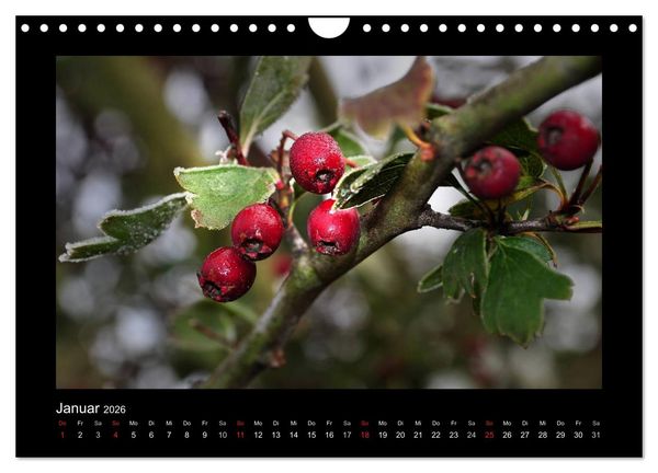 Produktbild: Rot (Wandkalender 2026 DIN A4 quer), CALVENDO Monatskalender