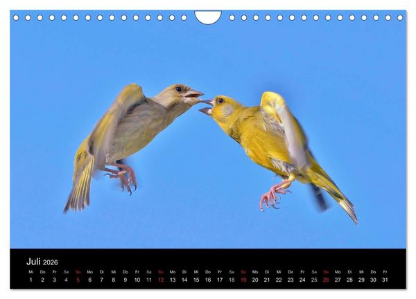 Produktbild: Singv&ouml;gel in Deutschland (Wandkalender 2026 DIN A4 quer), CALVENDO Monatskalender