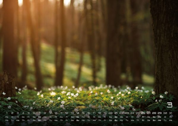 Produktbild: Wald - Erholung f&uuml;r Mensch und Tier - 2027 - Kalender DIN A3