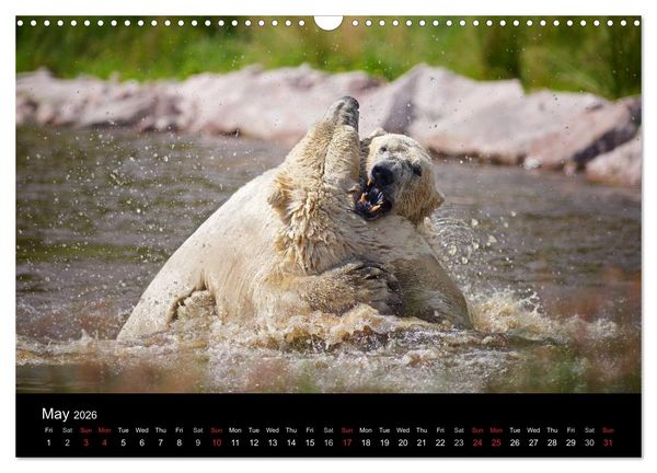 Produktbild: POLAR BEARS - ARCTIC LEGENDS (Wall Calendar 2026 DIN A3 landscape), CALVENDO 12 Month Wall Calendar