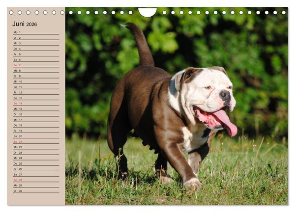 Produktbild: Faszination Bulldogge (Wandkalender 2026 DIN A4 quer), CALVENDO Monatskalender