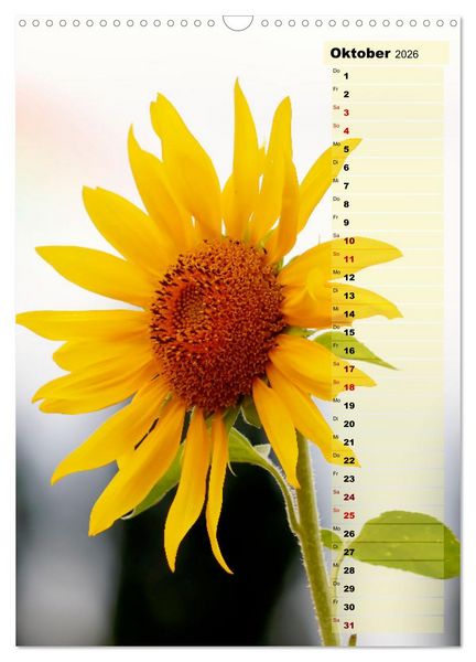 Produktbild: Leuchtende Sonnenblumen, sonnige Aussichten das ganze Jahr (Wandkalender 2026 DIN A3 hoch), CALVENDO Monatskalender