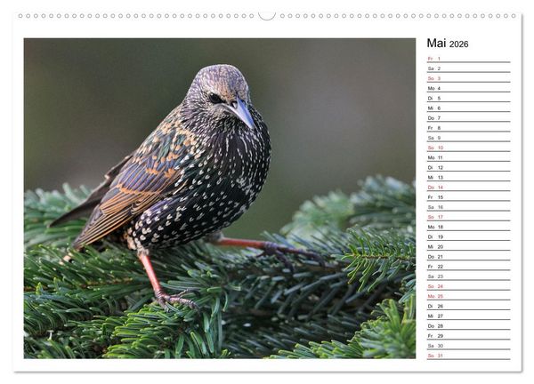 Produktbild: Gefiederte Freunde - Unsere heimischen Gartenv&ouml;gel (Wandkalender 2026 DIN A2 quer), CALVENDO Monatskalender