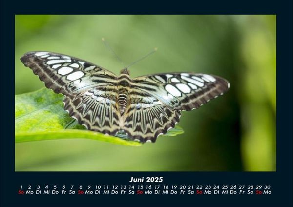 Produktbild: Welt der Tiere 2025 Fotokalender DIN A4