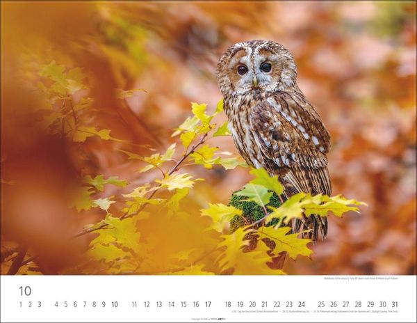 Produktbild: Eulen Kalender 2027