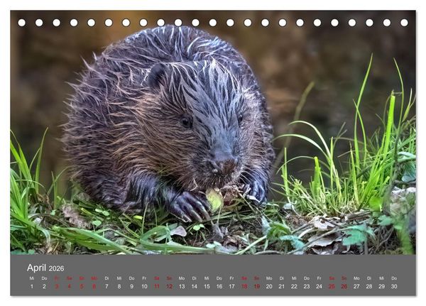 Produktbild: Augen auf - versteckte Tierwelt (Tischkalender 2026 DIN A5 quer), CALVENDO Monatskalender