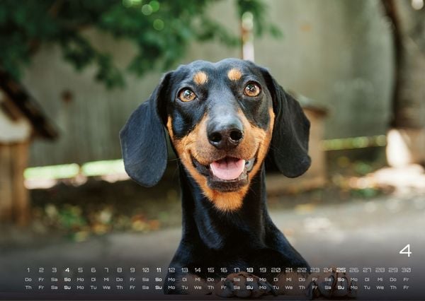 Produktbild: Wuff - Unsere Vierbeiner - Der Hundekalender - 2027 - Kalender DIN A3