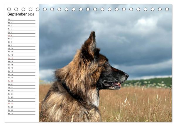 Produktbild: Deutsche Sch&auml;ferhunde - Liebenswerte Graunasen (Tischkalender 2026 DIN A5 quer), CALVENDO Monatskalender