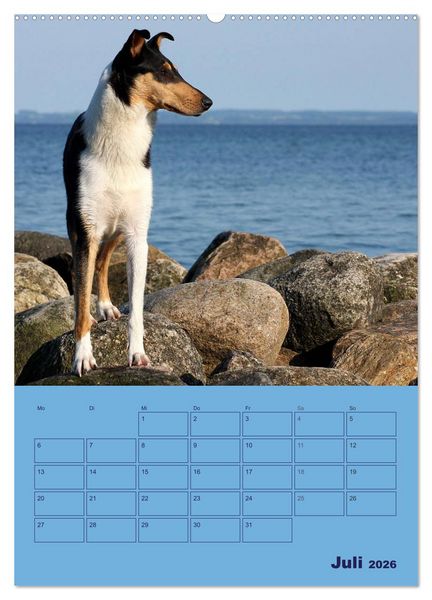 Produktbild: Kurzhaarcollies (Wandkalender 2026 DIN A2 hoch), CALVENDO Monatskalender